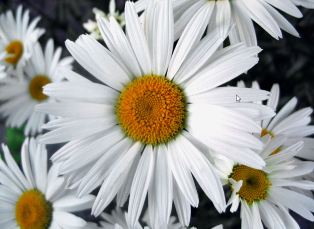 Fresh Flowers